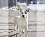 Small Mutt
