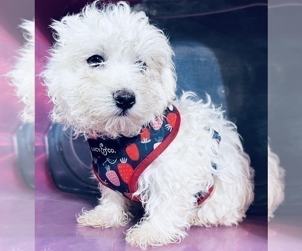 Medium Photo #8 Maltipoo Puppy For Sale in DURHAM, CT, USA