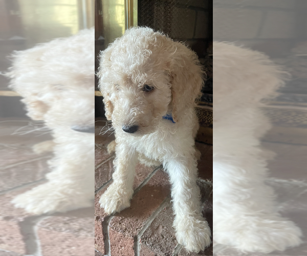 Medium Photo #3 Goldendoodle Puppy For Sale in BIG STONE GAP, VA, USA