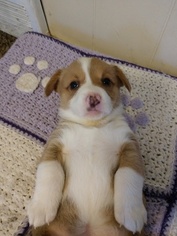 Pembroke Welsh Corgi Puppy for sale in OWOSSO, MI, USA