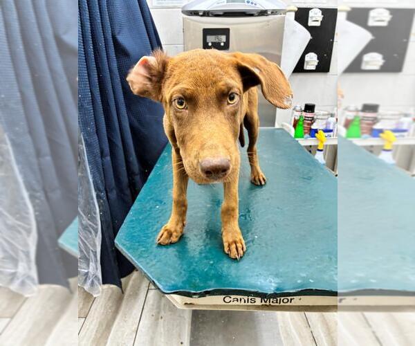 Medium Photo #1 Labrador Retriever-Unknown Mix Puppy For Sale in Mobile, AL, USA