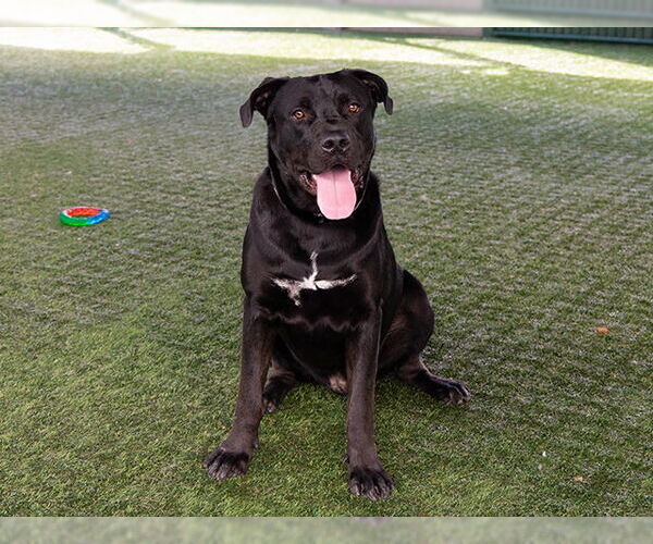 Medium Photo #2 Labrador Retriever Puppy For Sale in Pasadena, CA, USA