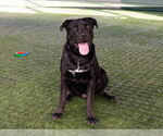 Small #1 Labrador Retriever