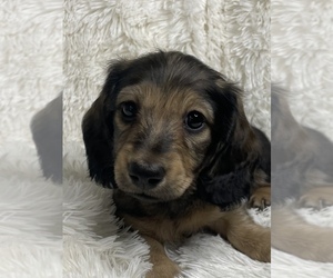 Dachshund Puppy for Sale in LANEXA, Virginia USA