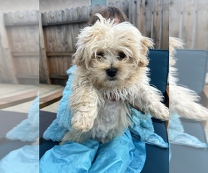Maltipoo Puppy for sale in FOLSOM, CA, USA