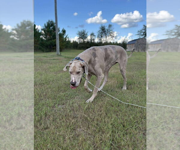 Medium Photo #3 Great Dane Puppy For Sale in Bullard, TX, USA