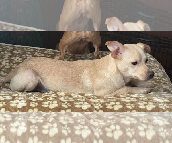 Medium Photo #2 Jack Chi Puppy For Sale in Attalka, AL, USA