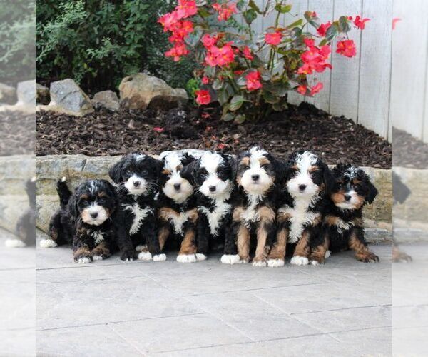 Medium Photo #2 Bernedoodle (Miniature) Puppy For Sale in LITITZ, PA, USA