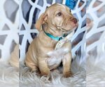 Small Photo #4 American Bulldog-Dachshund Mix Puppy For Sale in Anaheim Hills, CA, USA