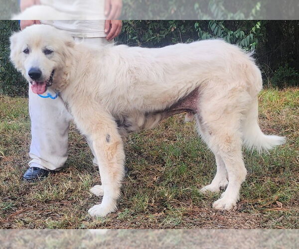 Medium Photo #5 Great Pyrenees-Unknown Mix Puppy For Sale in Wetumpka, AL, USA