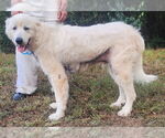 Small #4 Great Pyrenees Mix