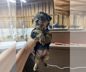 Morkie Puppy for sale in WHITE OAK, GA, USA