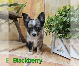 Chihuahua Puppy for sale in HOMERVILLE, GA, USA