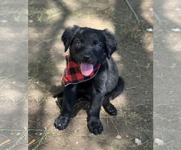 Medium Photo #4 Sheprador Puppy For Sale in Phoenix, AZ, USA