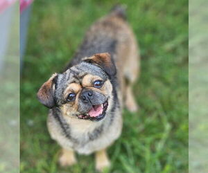 Pug Dogs for adoption in Blacksburg, SC, USA