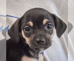 Small #4 Chiweenie