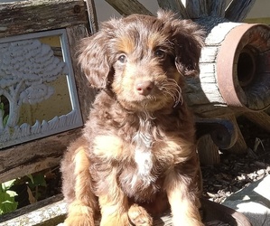 Aussiedoodle Toy Litter for sale in MILFORD, IN, USA