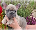 Puppy 1 French Bulldog