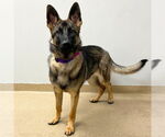 Small #1 German Shepherd Dog Mix