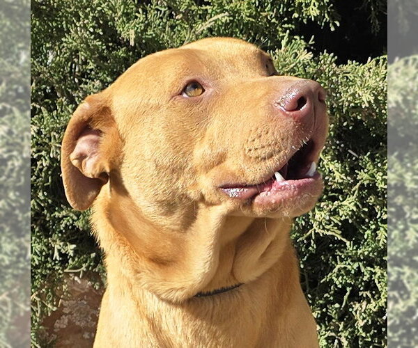 Medium Photo #1 Mutt Puppy For Sale in Albuquerque, NM, USA