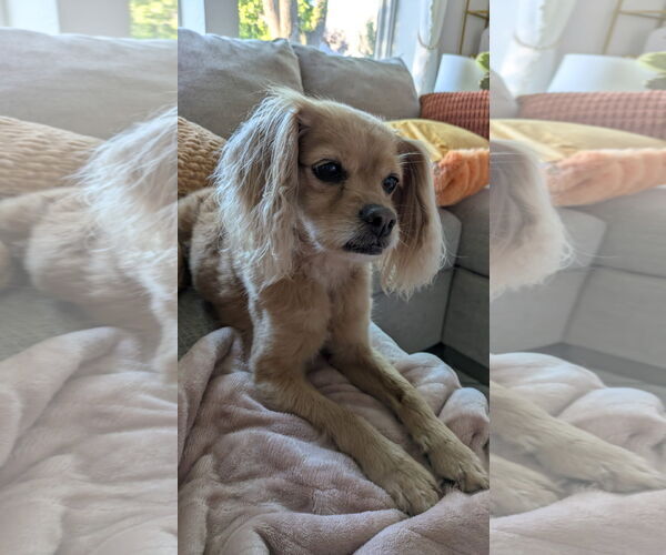 Medium Photo #3 Cavalier King Charles Spaniel-Unknown Mix Puppy For Sale in Miami, FL, USA