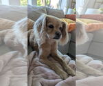 Small #2 Cavalier King Charles Spaniel Mix