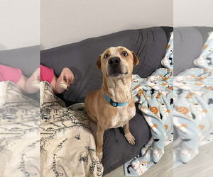 Spencer - Male Labrador Retriever Dog for Adoption - Photo #4