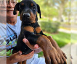 Small #1 Doberman Pinscher