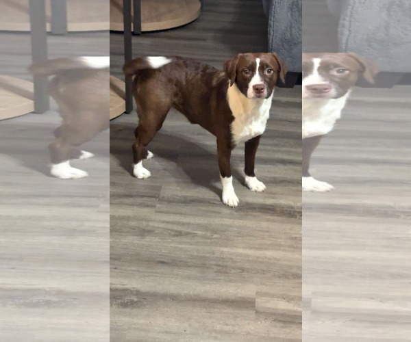 Medium Photo #2 Mutt Puppy For Sale in Germantown, OH, USA