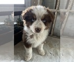 Small Photo #2 Australian Shepherd Puppy For Sale in GREENWOOD, IN, USA