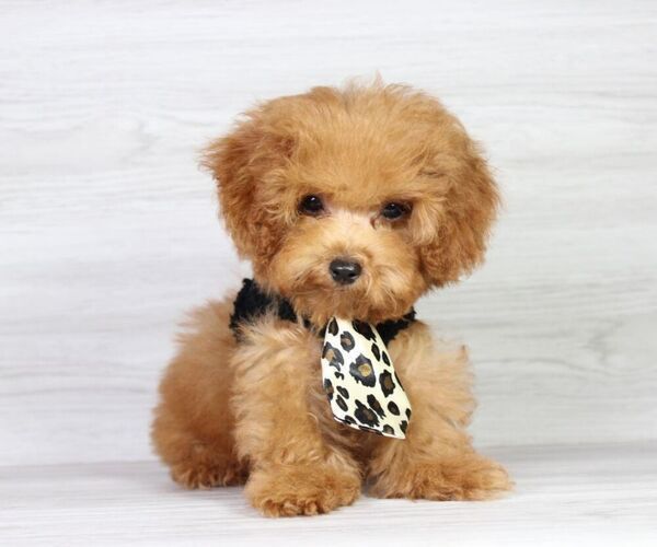 Medium Photo #7 Poodle (Miniature) Puppy For Sale in LAS VEGAS, NV, USA