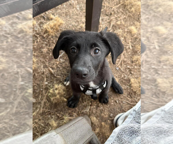 Medium Photo #4 Labrenees Puppy For Sale in Lakewood, CO, USA