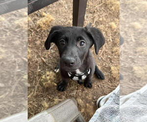 Mabel - Female Labrenees Dog for Adoption - Photo #4