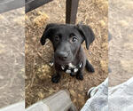 Small Photo #4 Labrenees Puppy For Sale in Lakewood, CO, USA