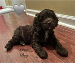 Puppy Puppy 1 Cockapoo