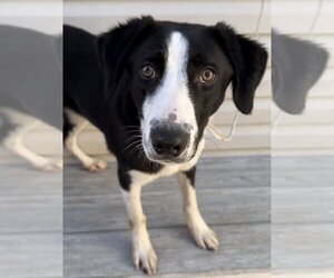 Border Collie-Unknown Mix Dogs for adoption in Springfield, VA, USA