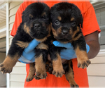 Small #2 Rottweiler
