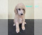 Small Photo #4 Poodle (Standard) Puppy For Sale in HAMPTON, VA, USA