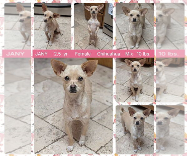 Medium Photo #1 Chihuahua-Unknown Mix Puppy For Sale in Mesa, AZ, USA