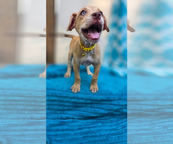 Medium Photo #6 Chihuahua-Unknown Mix Puppy For Sale in Oakhurst, NJ, USA