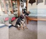 Small Photo #1 German Shepherd Dog Puppy For Sale in REEDSBURG, WI, USA