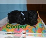 Small Photo #4 Poodle (Standard) Puppy For Sale in BYHALIA, MS, USA