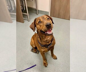 Mastiff-Unknown Mix Dogs for adoption in Baytown, TX, USA