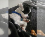 Small #1 Mutt