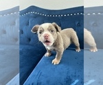 Small Photo #14 English Bulldog Puppy For Sale in DETROIT, MI, USA