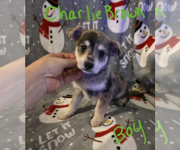 Medium Photo #1 Chizer Puppy For Sale in MONTEZUMA, GA, USA
