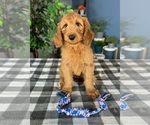Small Photo #5 Goldendoodle Puppy For Sale in GREENWOOD, IN, USA