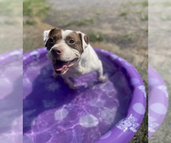 Medium Photo #2 Bulldog Puppy For Sale in Maryville, TN, USA
