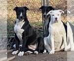 Small Photo #2 Bulloxer Puppy For Sale in Milner, GA, USA