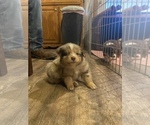 Puppy 8 Australian Shepherd